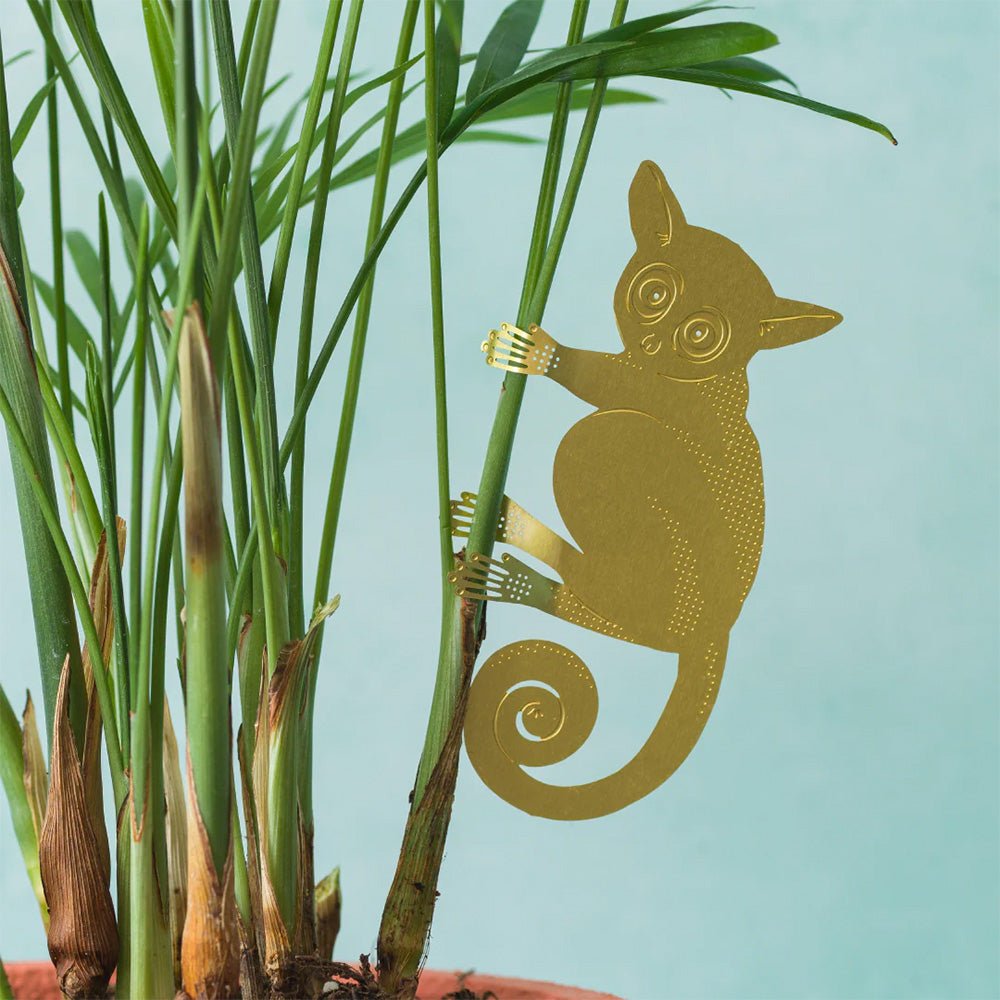 Galago Baby, Animal pour Plantes