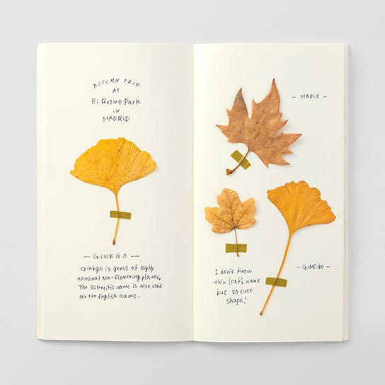TRAVELER'S notebook Recambio 025 Papel Crema - Tamaño Regular